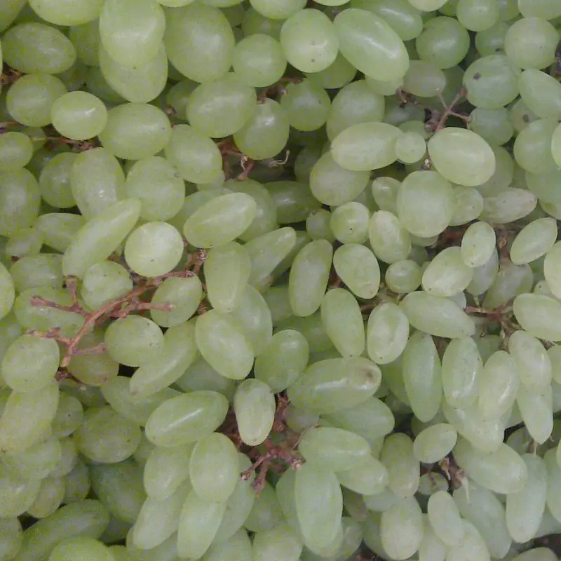 Nashik Grapes